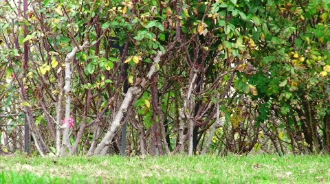 Trees in Distance Stock Footage