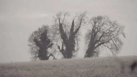 Trees in the distance Stock Footage 139962162