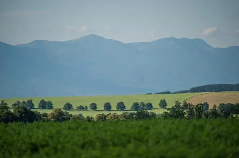 Trees in the distance Foto stock