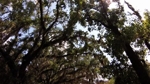 Trees, dolly in, WS, sun filtering through  Live Oak Tree canopy, Spanish Moss Stock Footage 29051701