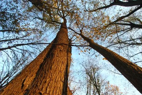 Trees from down below Stock Photos