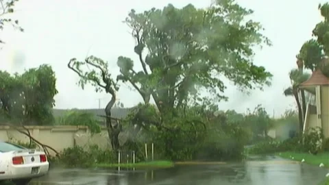 Trees Down in Parking Lot During Hurricane Wilma Stock Footage 291000118