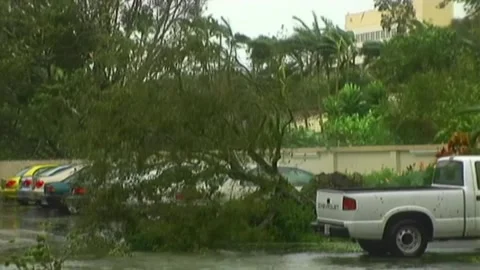 Trees Down in Parking Lot During Hurricane Wilma Stock Footage 291000261