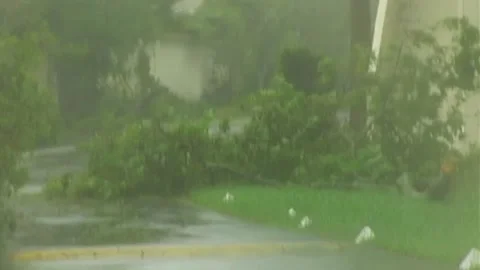 Trees Down in Parking Lot During Hurricane Wilma Stock Footage 291000262