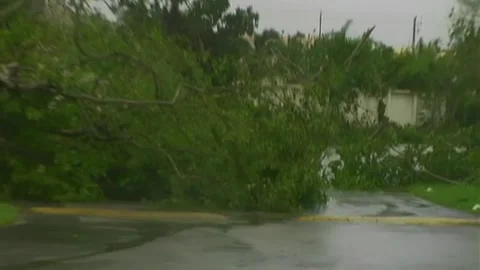 Trees Down in Parking Lot During Hurricane Wilma Stock Footage 291000291