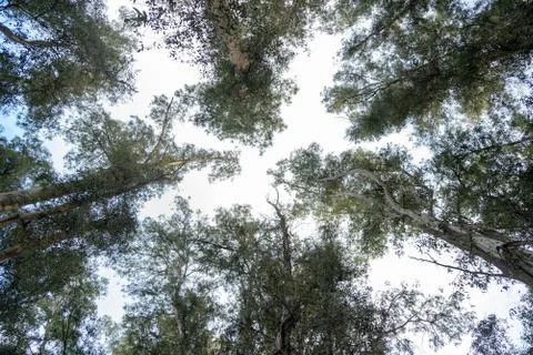 Trees from down side Stock Photos