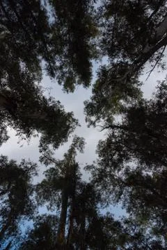 Trees from down side Stock Photos