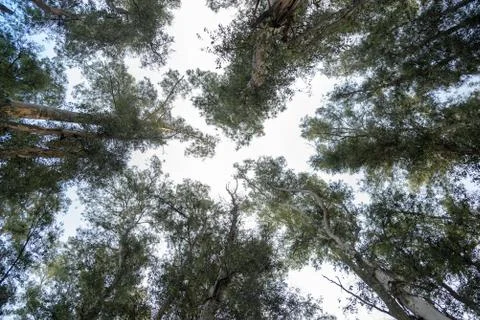 Trees from down side Stock Photos