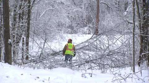 Trees down snow Stock Footage 34459430