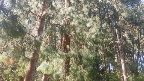 Trees Down To Top Stock Footage 303259918
