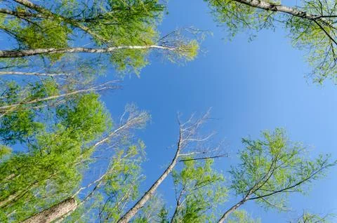 Trees down up view Stock Photos