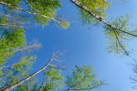 Trees down up view Stock Photos
