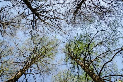 Trees down up view Stock Photos