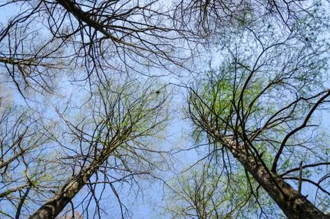 Trees down up view Stock Photos