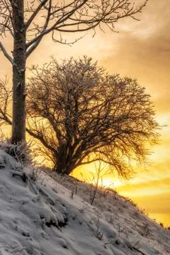 Trees on downhill at sunset in winter Stock-Fotos