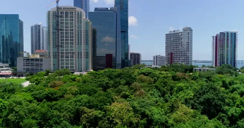 Trees in downtown Miami Stock Footage 157392981