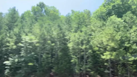 Trees Drive-By Video stock 244763349