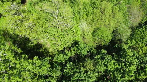 TREES by drone 動画素材 242838896