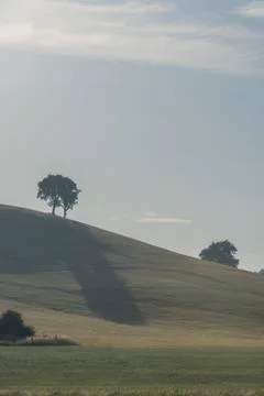Trees dropping shadow on the green hill Stock Photos
