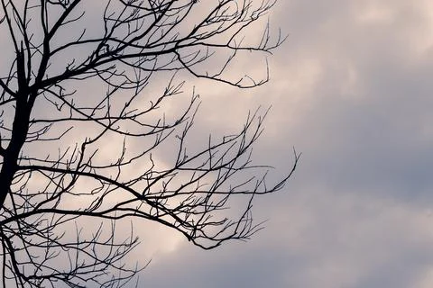 Trees that dry the background into clouds Stock Photos