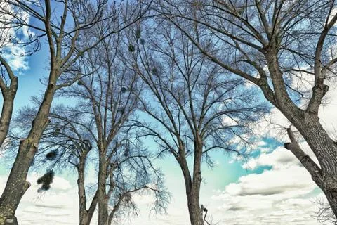 Trees with dry branches Stock Photos