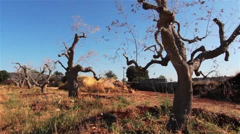 Trees in Dry Environment Stock Footage 42952415
