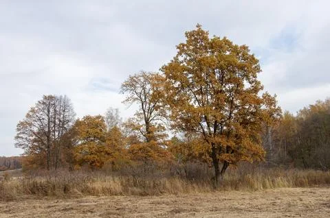 Trees with dry foliage Stock Photos