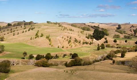 Trees on dry hills Stock Photos
