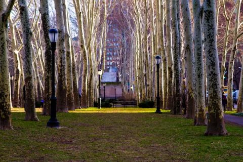 Trees in Dumbo Brooklyn 库存照片