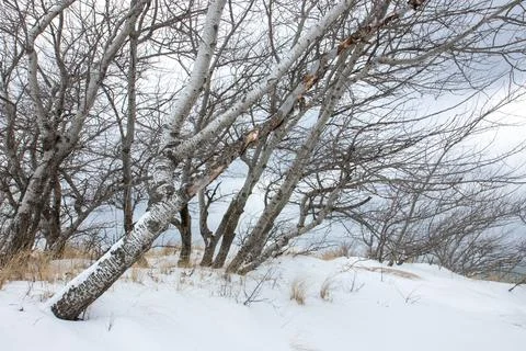 Trees on the dunes in winter Stock Photos
