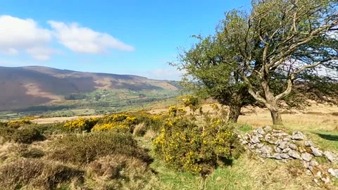 A trees during the day with grass Stock Footage 158771582