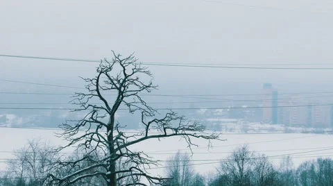 Trees During Heavy Snowfall and City Block of Flats Buildings At Background Video stock 50586802