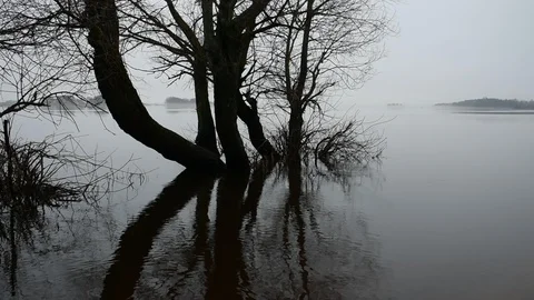 Trees during of  high water Stock Footage 121788659