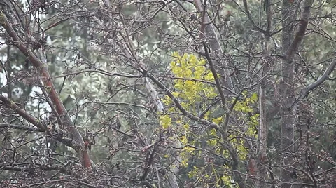 Trees during a rainstorm Stock Footage 47969258