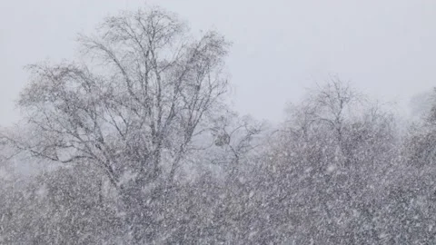 Trees during snow in blizzard. Snowstorm weather in winter Video stock 223018288