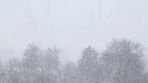 Trees during snow in blizzard. Snowstorm weather in winter Stock Footage 223018721