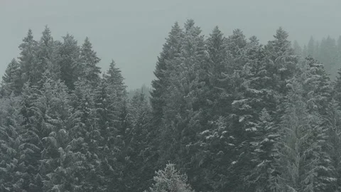 Trees during Snow Storm, Depressive Cold Winter Scenery Switzerland Stock Footage 146142780