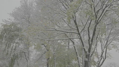 Trees during the snowstorm Stock Footage 221774437