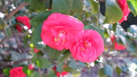 Trees during spring flowering , red flowers during flowering in spring park Stock Footage 277940132