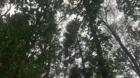 Trees during a storm Stock Footage 256670832