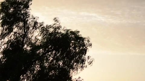 Trees during sunset Stock Footage 137897264
