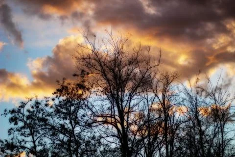 Trees during sunset Foto stock
