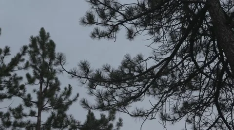 Trees During Thunder Stock Footage 64217452