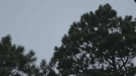 Trees During Thunder- Rain Focused Stock Footage 64217506