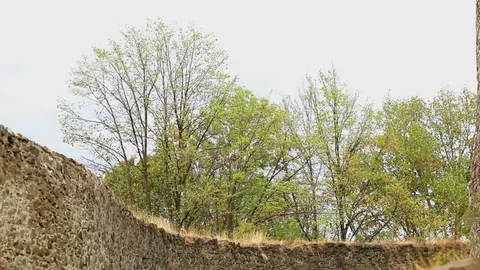 Trees during windstorm Stock Footage 81643630