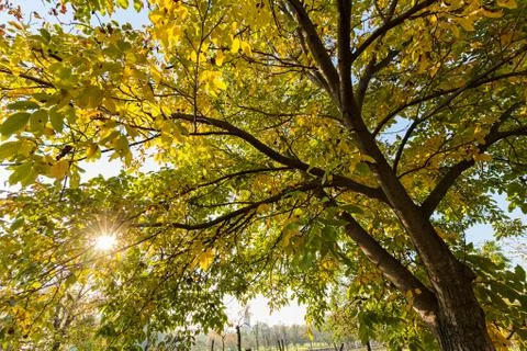Trees in early autumn Stock Photos