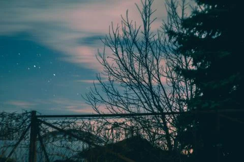 Trees in the early night Stock Photos