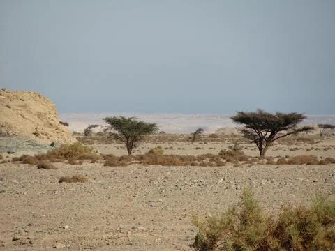 Trees in the eastern desert of Egypt. Fotos de archivo