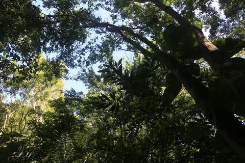 Trees in ecological park Stock Photos