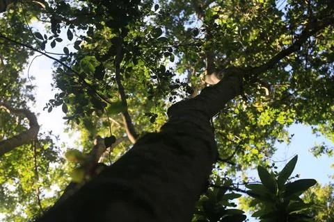 Trees in ecological park Stock Photos